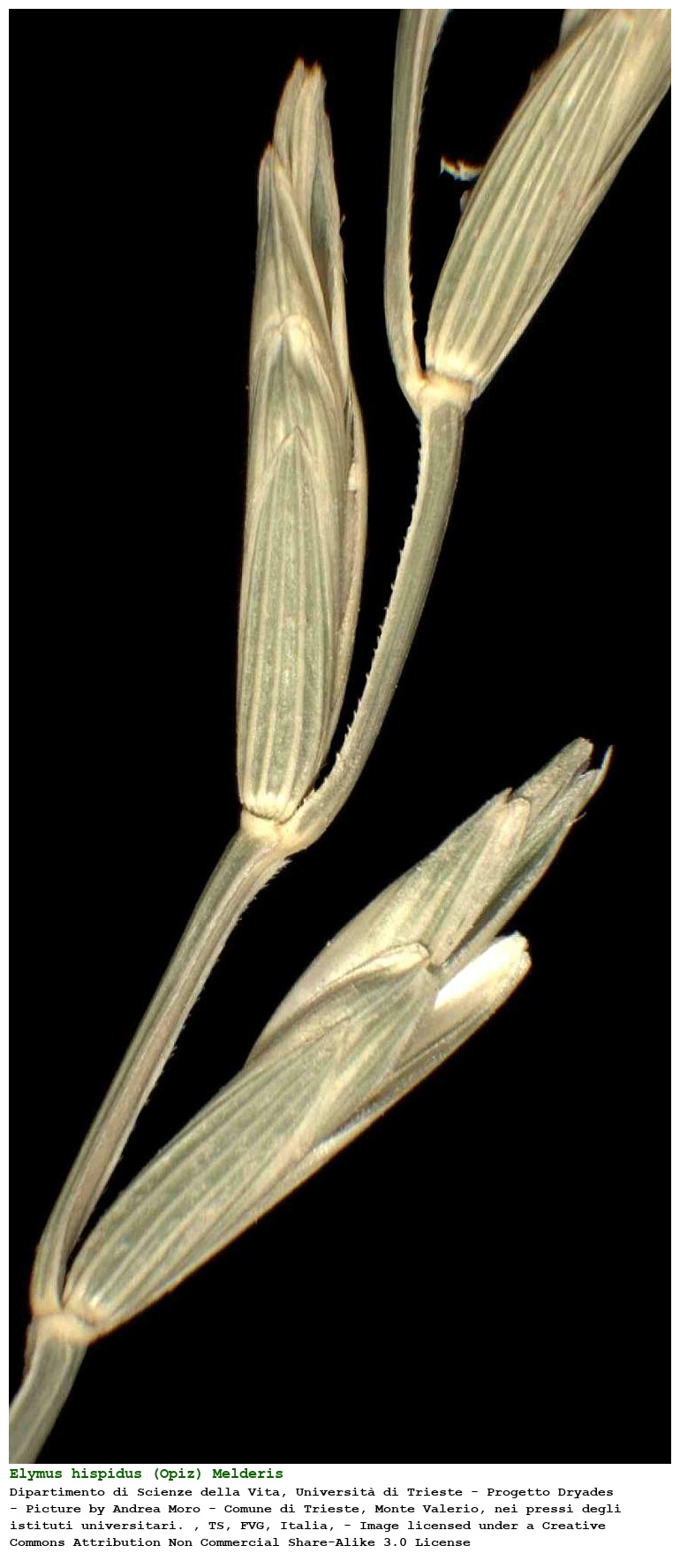 Elymus hispidus (Opiz) Melderis